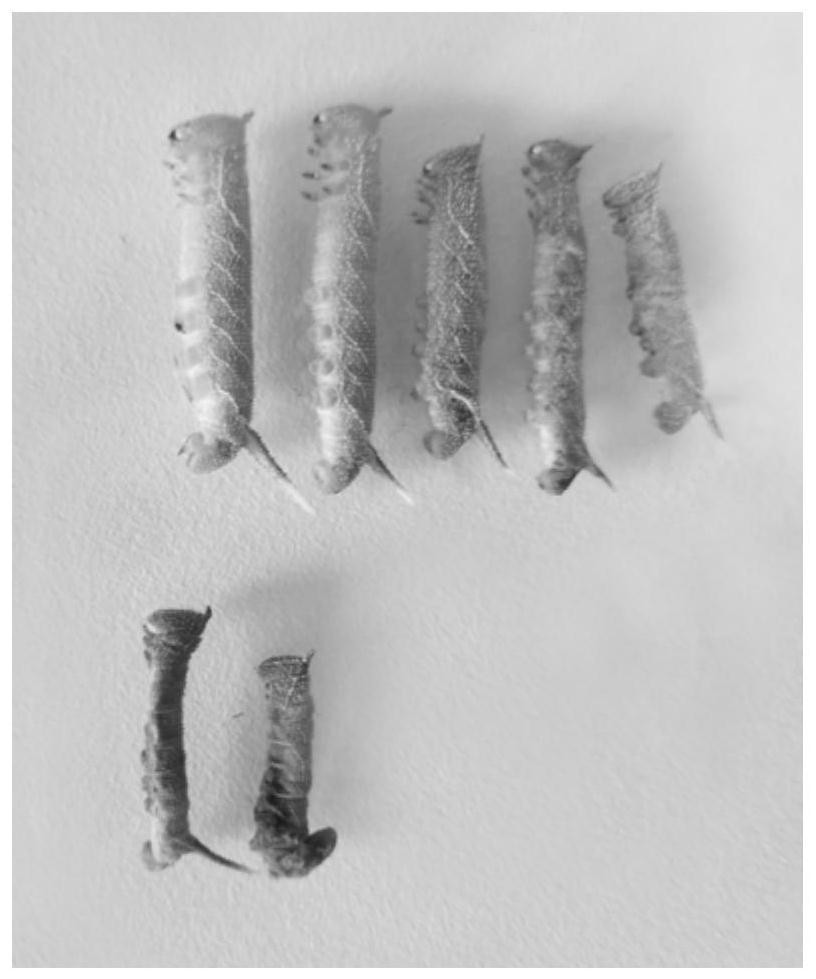 Novel oleander hawk moth polyhedrosis virus and application thereof