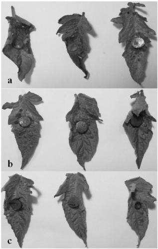 Disease-prevention and growth-promoting Trichoderma harzianum and application thereof