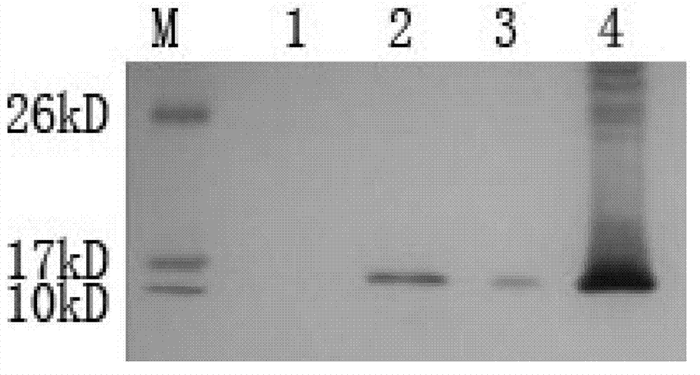 Hybridoma cell strain and monoclonal antibody of anti-heart-type fatty acid-binding protein generated by same