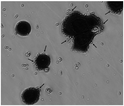 Probiotic lactobacillus plantarum and application thereof in preparation of low-salt fermented meat food