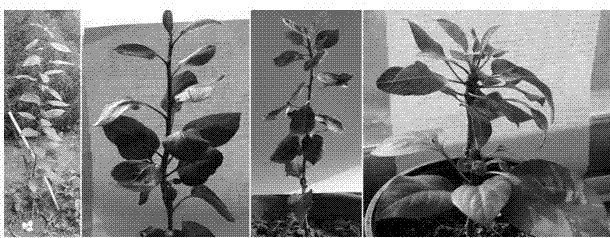 Method for grafting pear polyploidy test-tube plantlet outside test tube