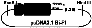 Recombinant immune cytokine and application thereof