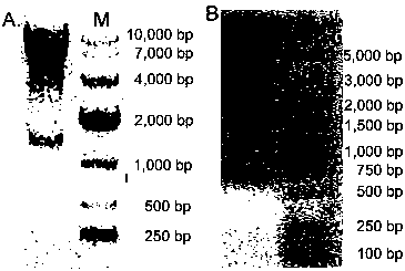 Recombinant immune cytokine and application thereof