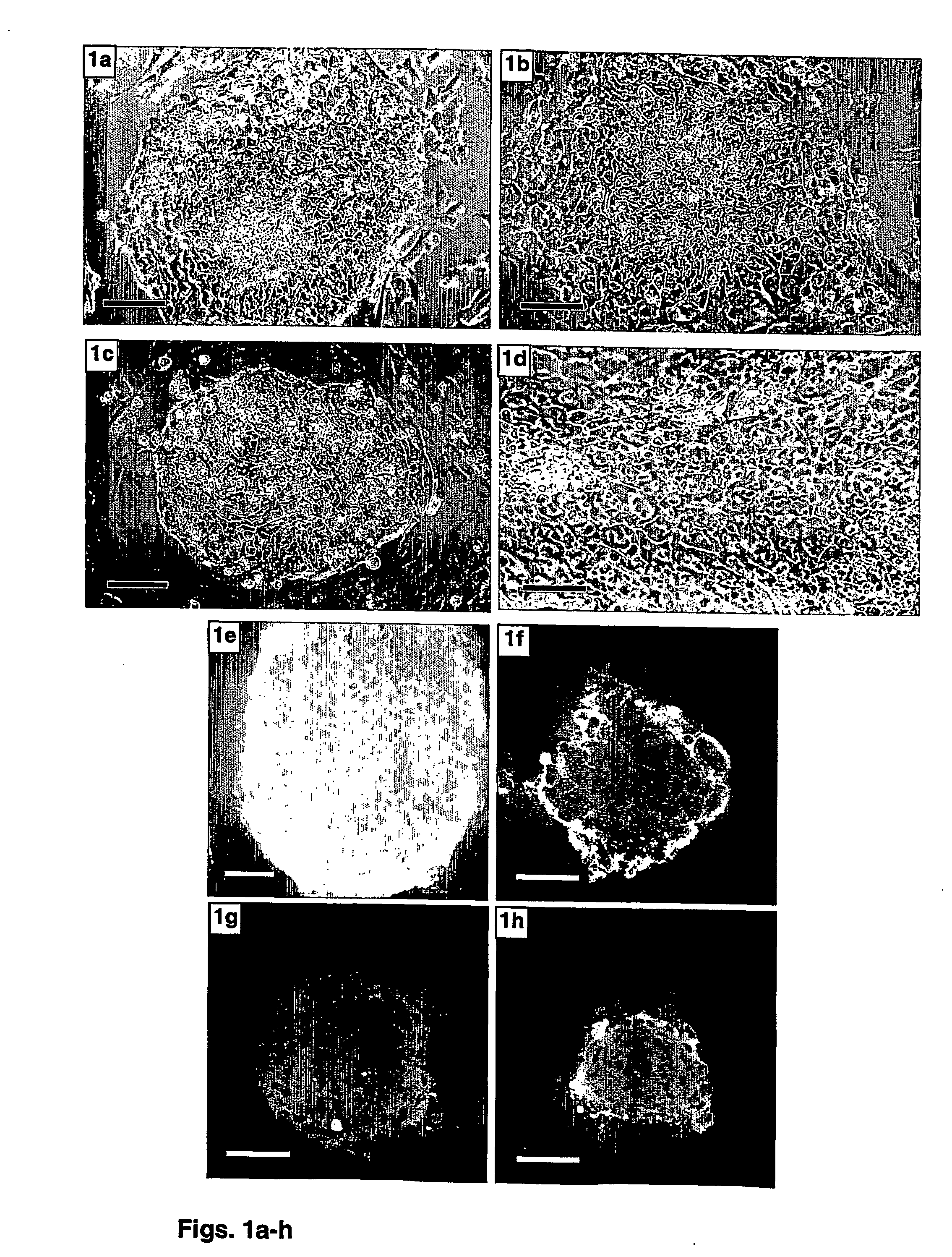 Methods of preparing feeder cells-free, xeno-free human embryonic stem cells and stem cell cultures prepared using same