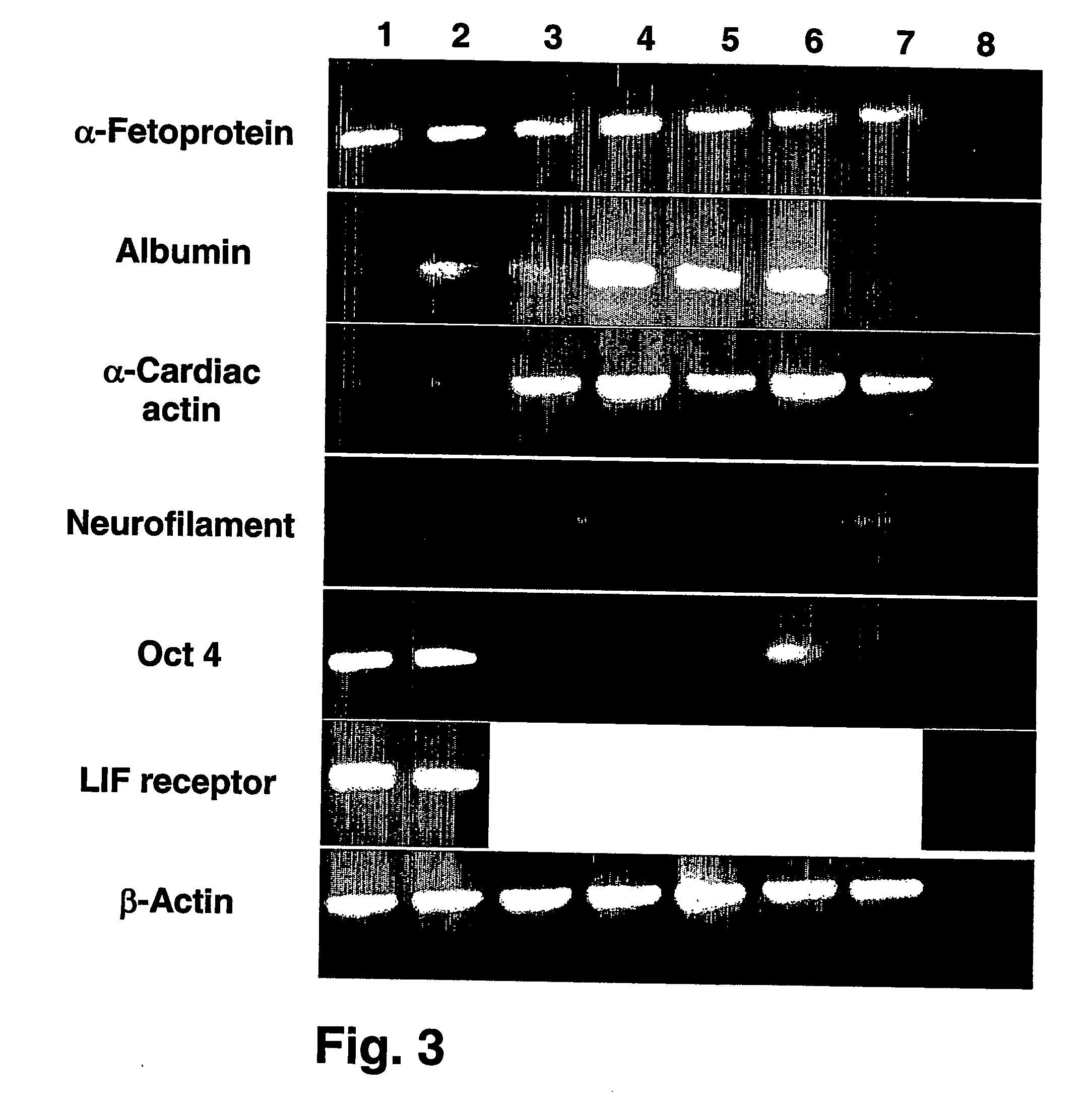 Methods of preparing feeder cells-free, xeno-free human embryonic stem cells and stem cell cultures prepared using same