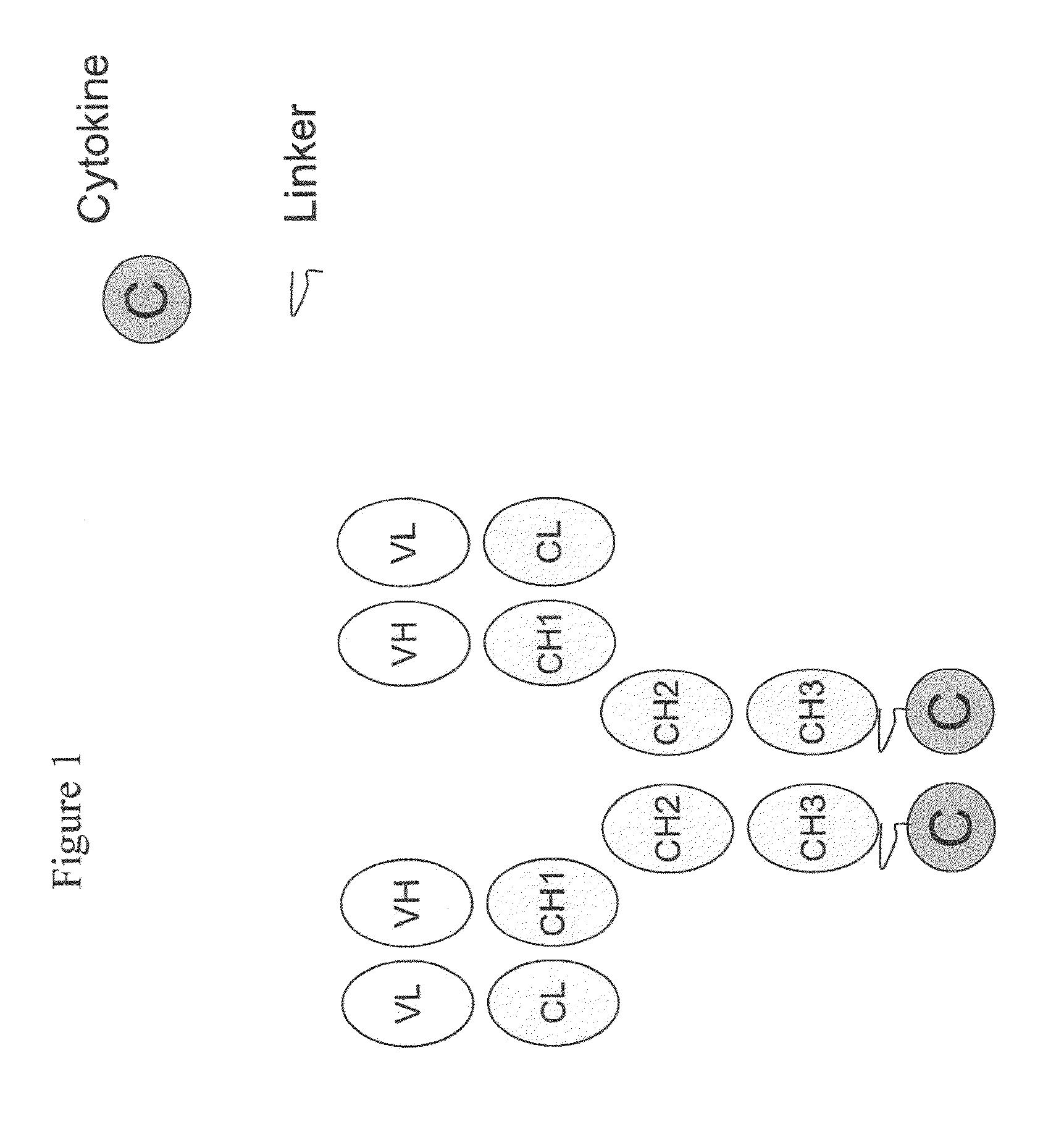 Engineered antibody-interferon mutant fusion molecules