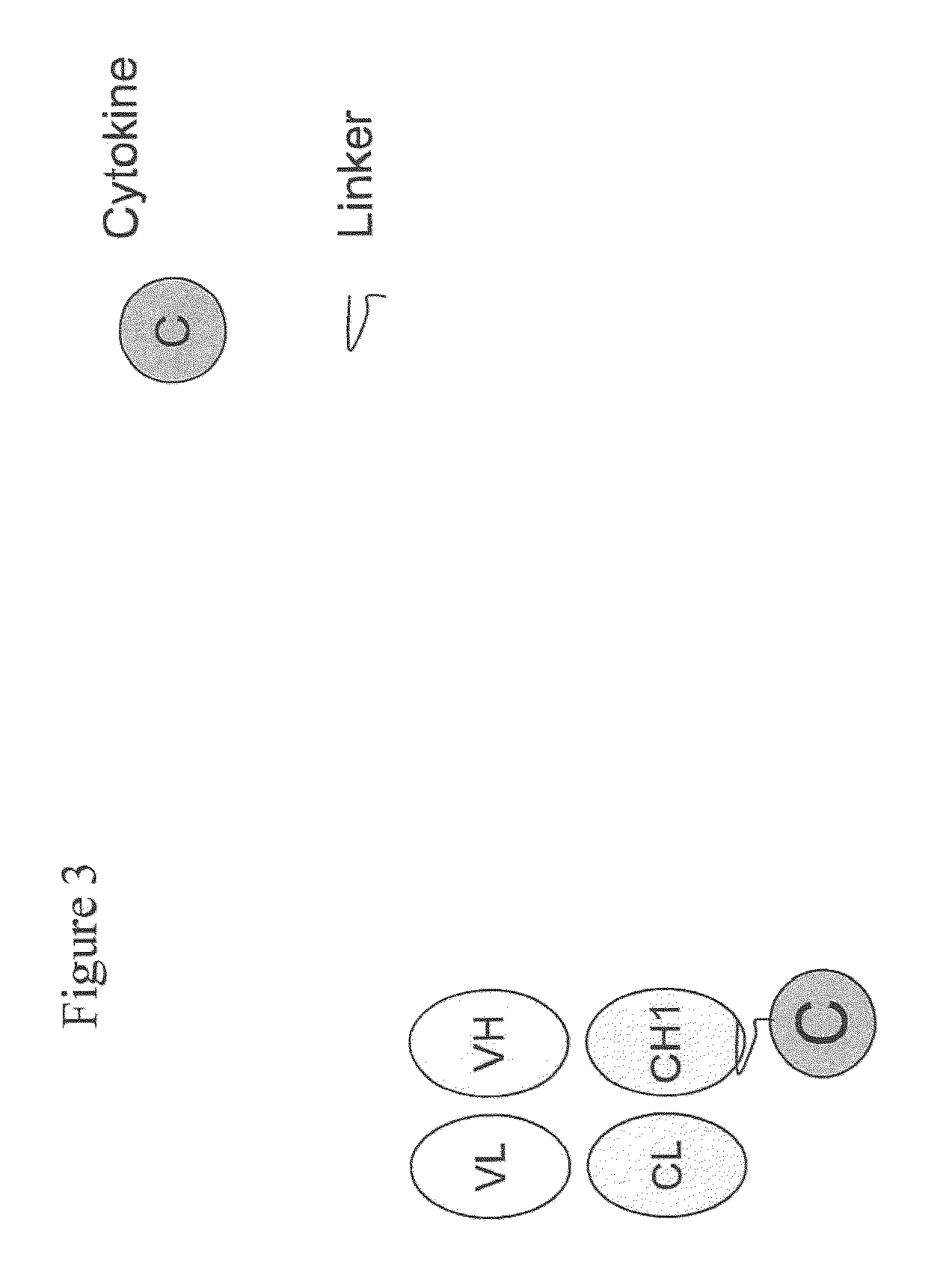 Engineered antibody-interferon mutant fusion molecules