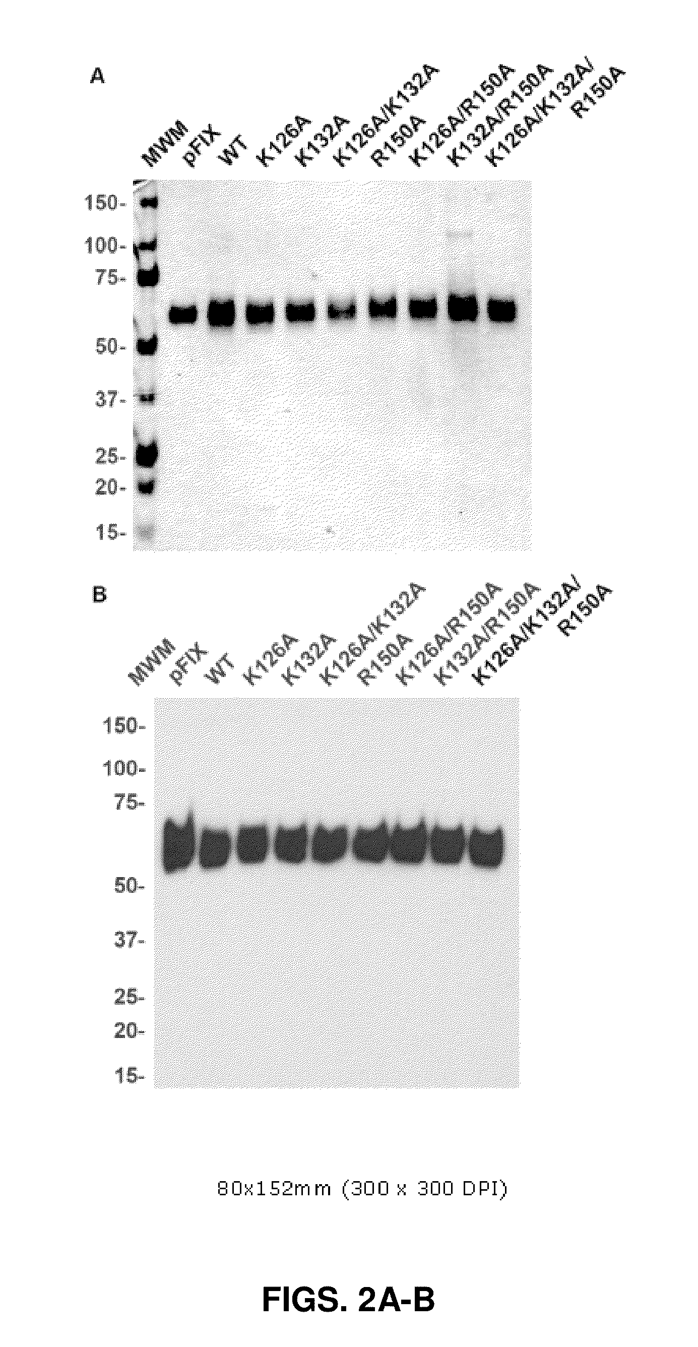 Factor ix variants and methods of use therefor