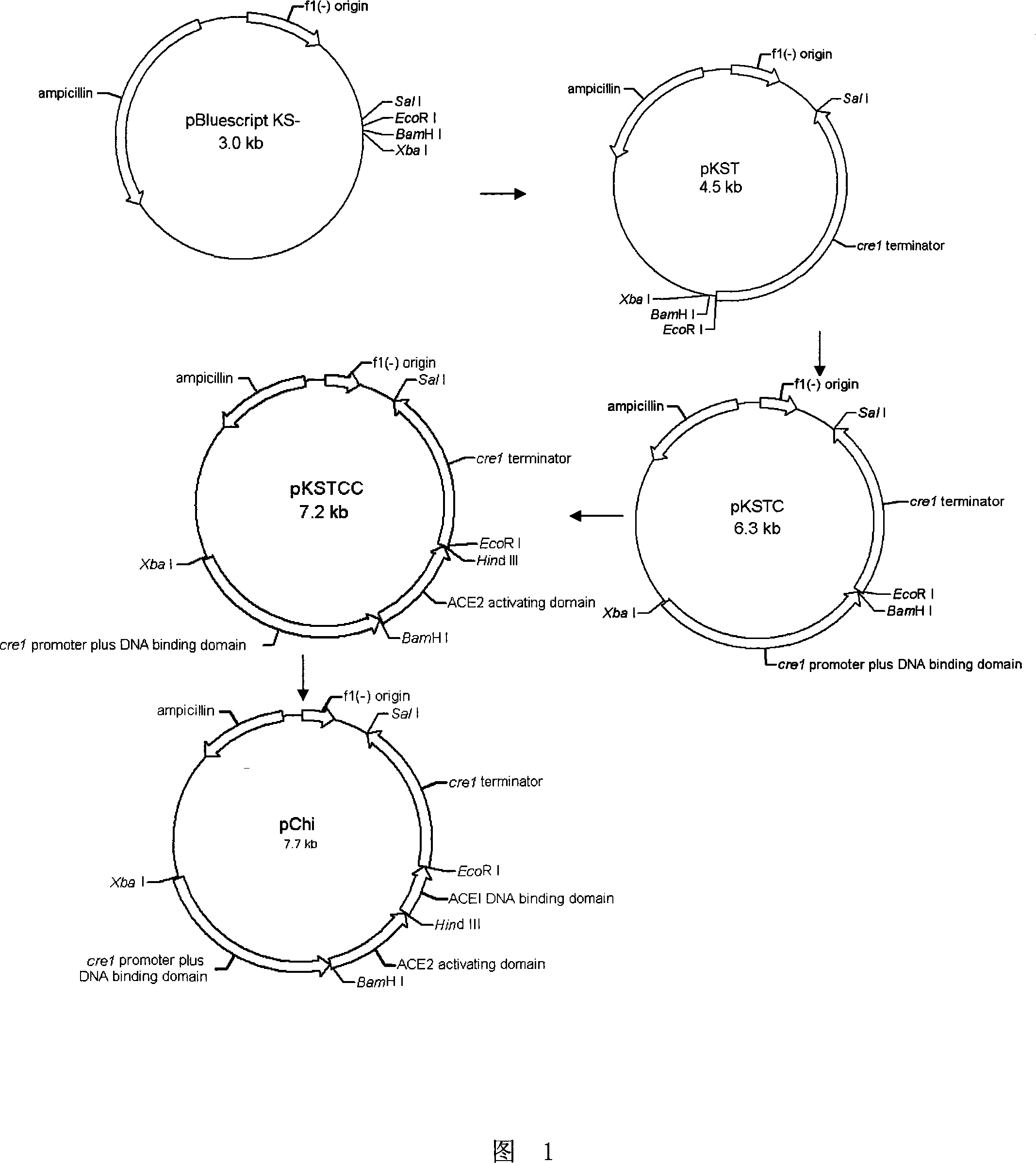 Transcription activating factor as well as coding gene and application thereof