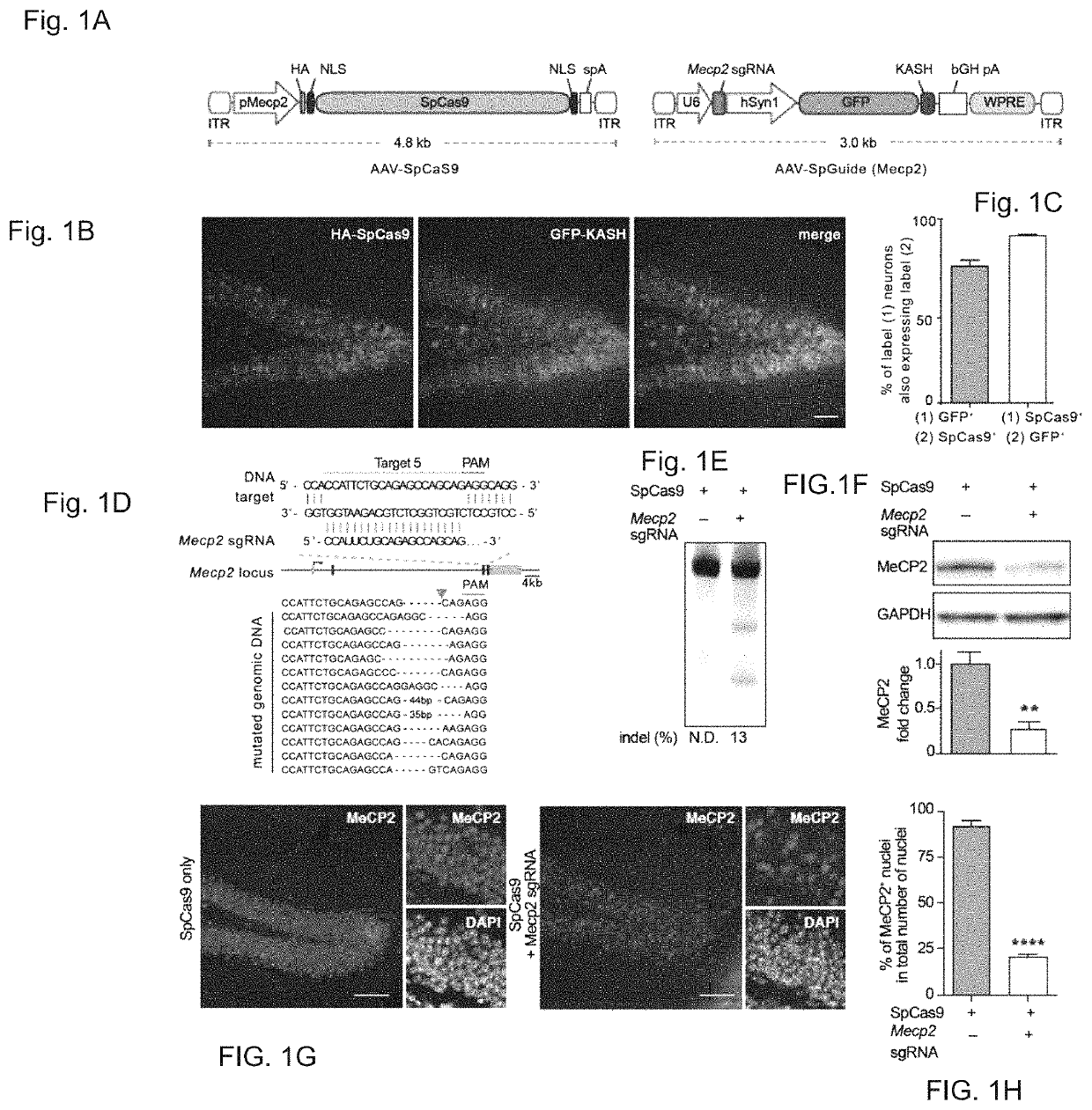 Delivery, use and therapeutic applications of the CRISPR-Cas systems and compositions for genome editing