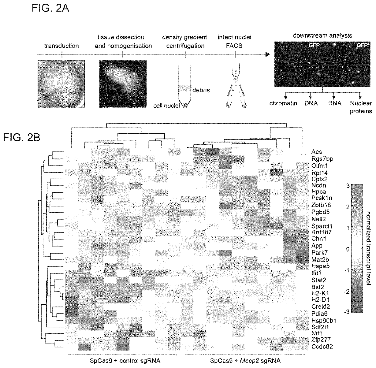 Delivery, use and therapeutic applications of the CRISPR-Cas systems and compositions for genome editing