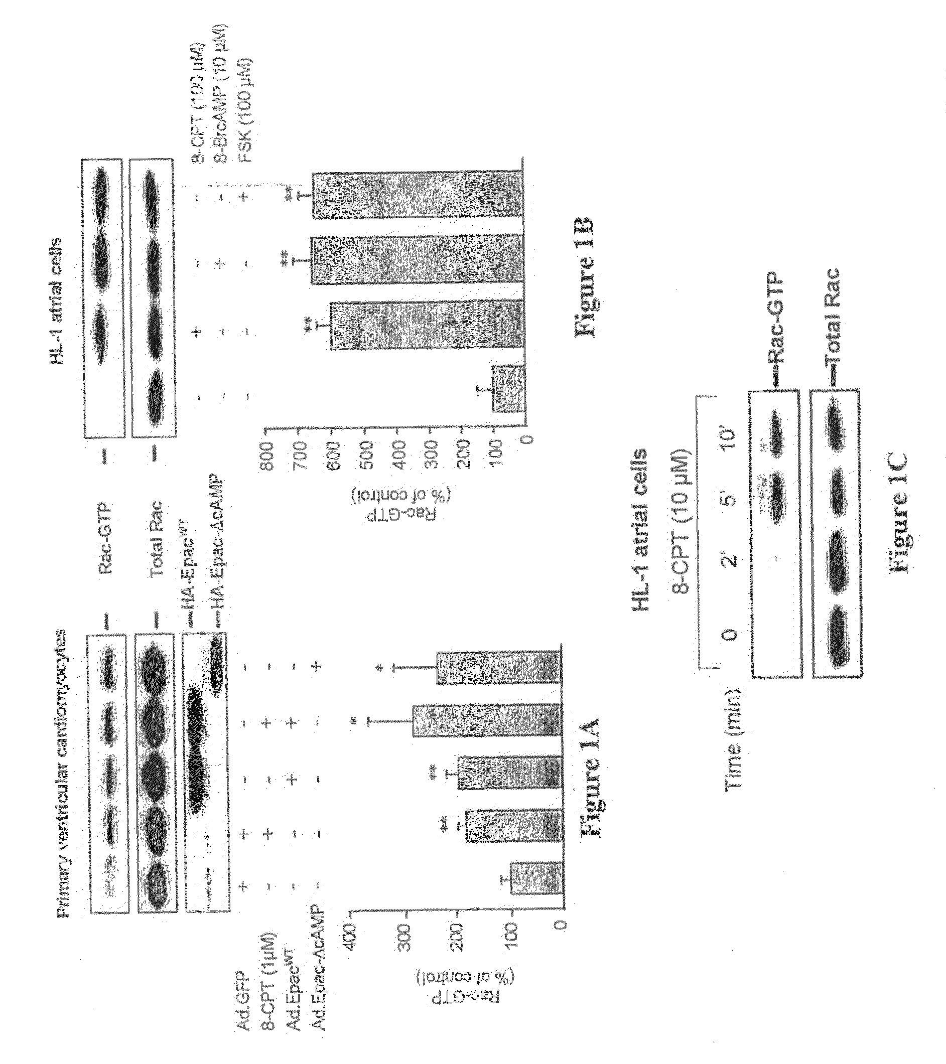 Use Of An Antagonist Of Epac For Treating Human Cardiac Hypertrophy