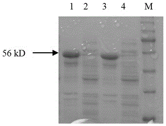 Fusion protein for detecting anti-ETEC (enterotoxigenic escherichia coil) antibody of pigs, as well as preparation method and application thereof