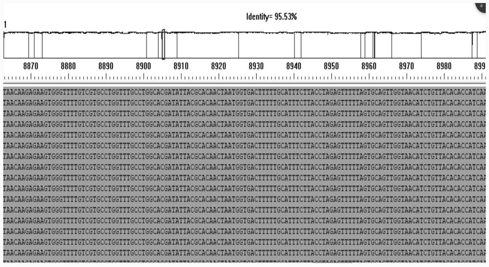 Method for rapidly detecting 12 respiratory viruses by using multiplex PCR technology and application thereof