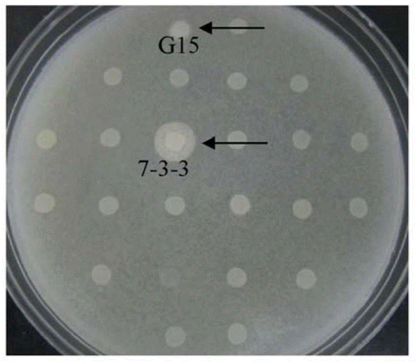 Phosphatidase C mutant and use thereof