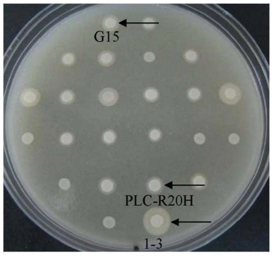 Phosphatidase C mutant and use thereof