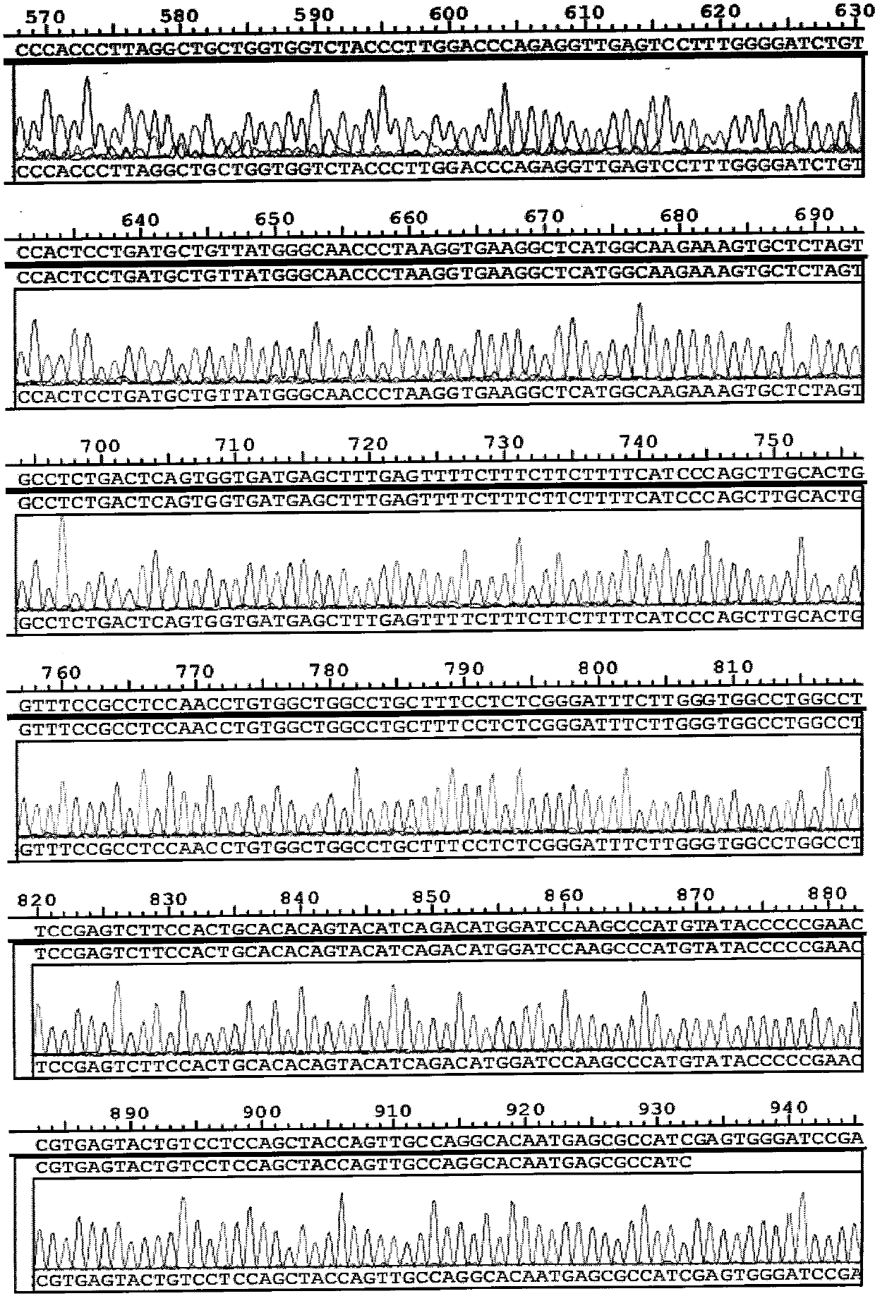 Positive quality control product for detecting HBB/GJB2/ATP7B/PAH genetic disease genes and preparation method of positive quality control product