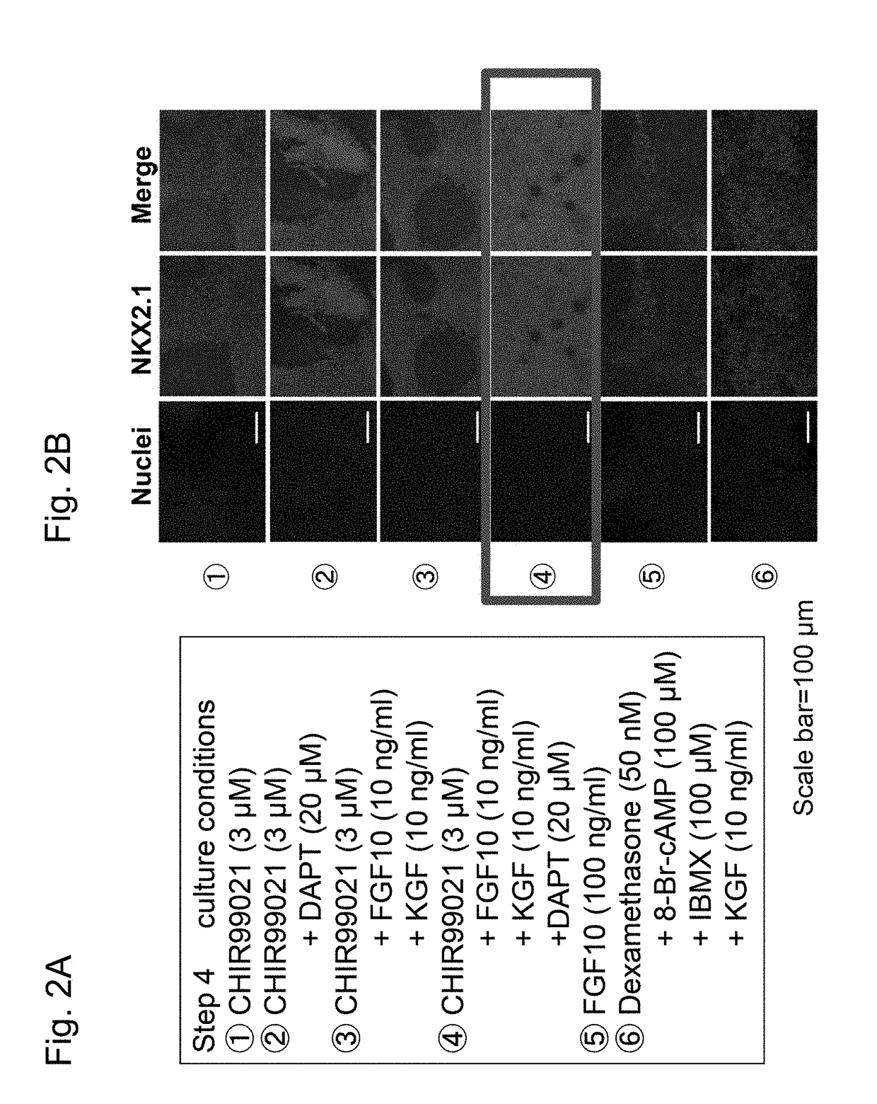 Method for inducing differentiation of alveolar epithelial cells