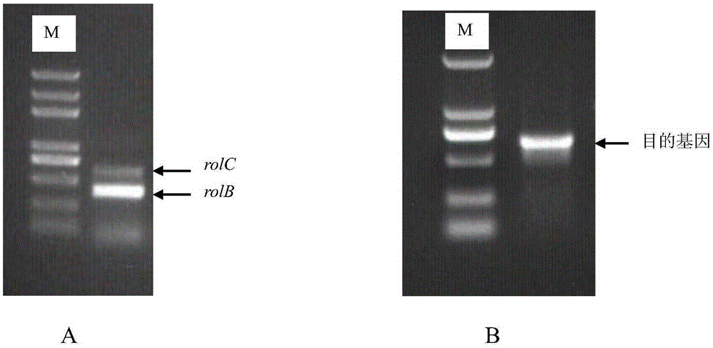 Agrobacterium rhizogenes mediated genetically modified Erigeron breviscapus hairy root transformation method