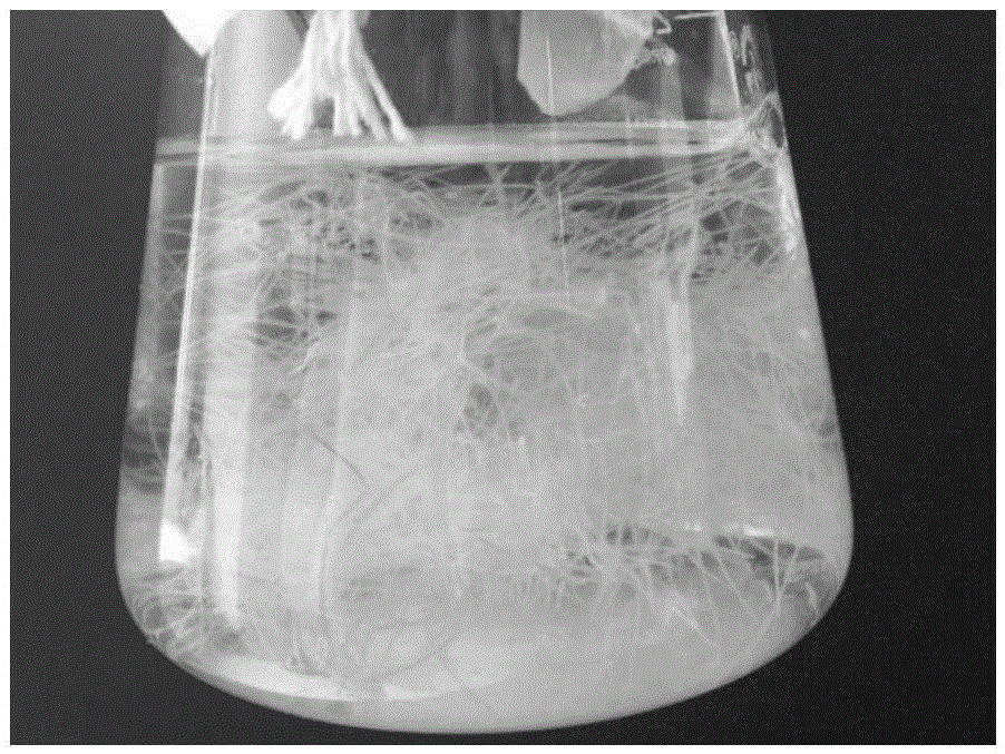 Agrobacterium rhizogenes mediated genetically modified Erigeron breviscapus hairy root transformation method