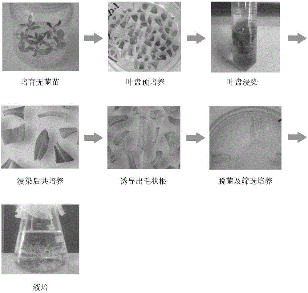 Agrobacterium rhizogenes mediated genetically modified Erigeron breviscapus hairy root transformation method