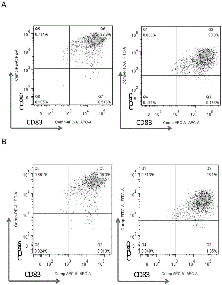 Antitumor stem cell antigen OCT4 (octamer-binding transcription factor 4) specific CTL (cytotoxic T lymphocyte) and preparation method thereof