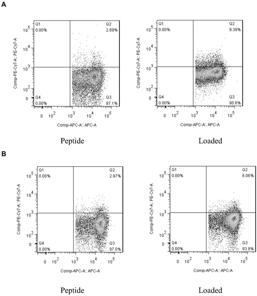 Antitumor stem cell antigen OCT4 (octamer-binding transcription factor 4) specific CTL (cytotoxic T lymphocyte) and preparation method thereof