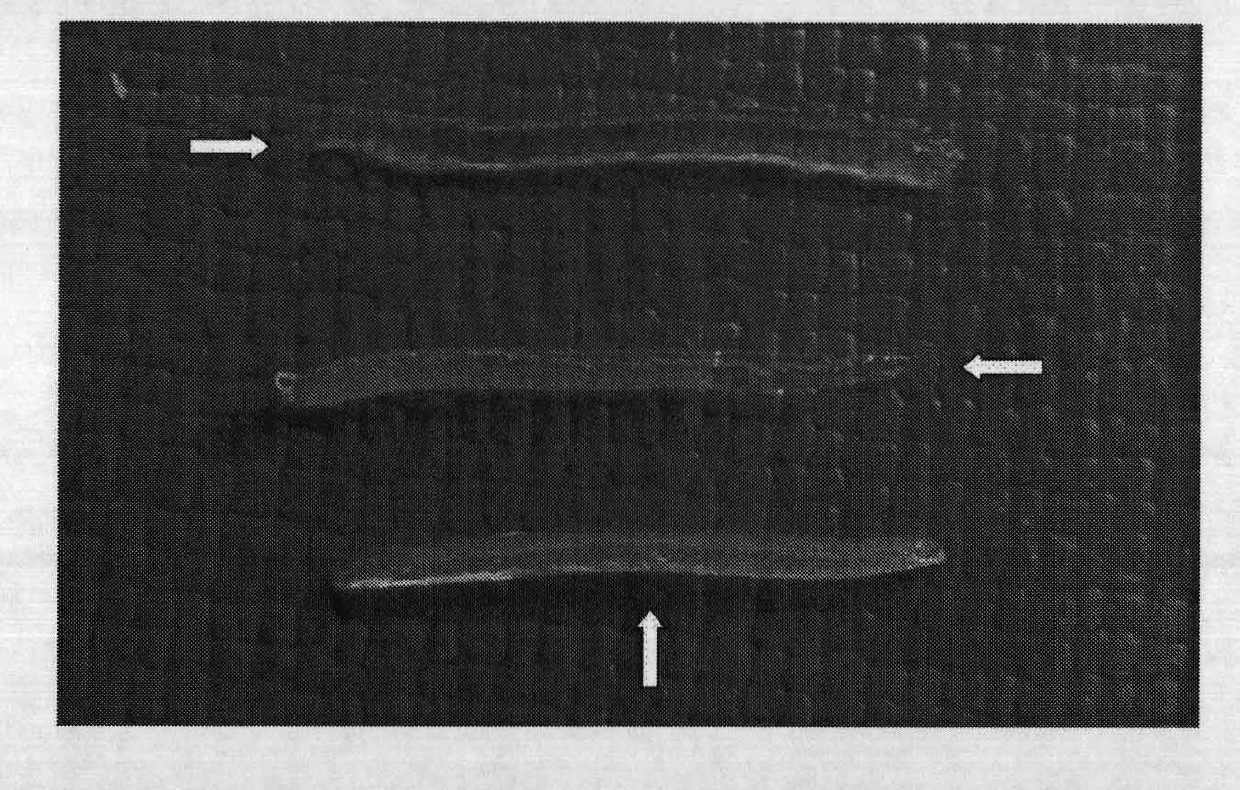 Model for carrying out virtual navigation and assisting tumor tissue biopsy process being unable to be displayed ultrasonically