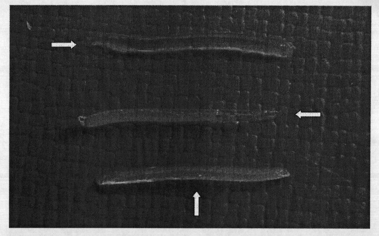 Model for carrying out virtual navigation and assisting tumor tissue biopsy process being unable to be displayed ultrasonically