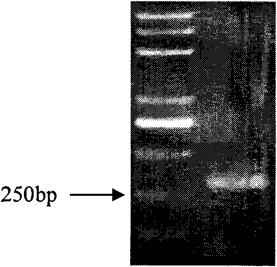 Halimodendron halodendron DREB transcription factor cDNA sequence, expression carrier and application thereof