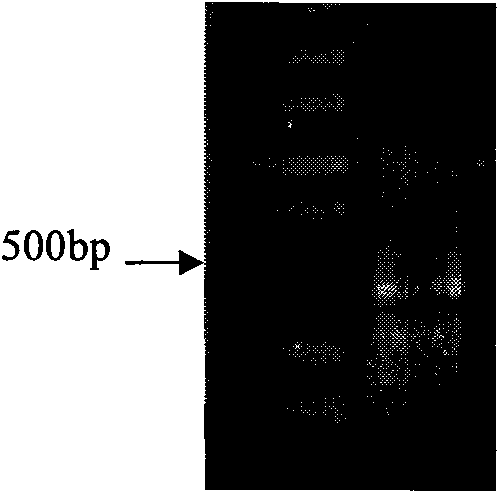 Halimodendron halodendron DREB transcription factor cDNA sequence, expression carrier and application thereof