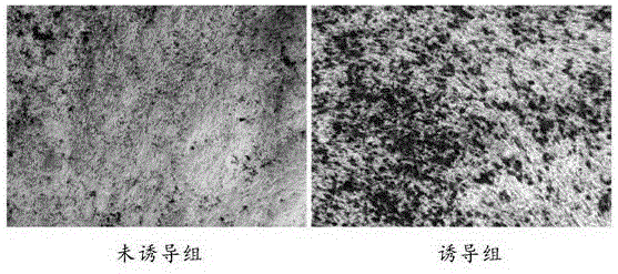 Dental pulp mesenchymal stem cell cryopreservation solution and cryopreservation method thereof