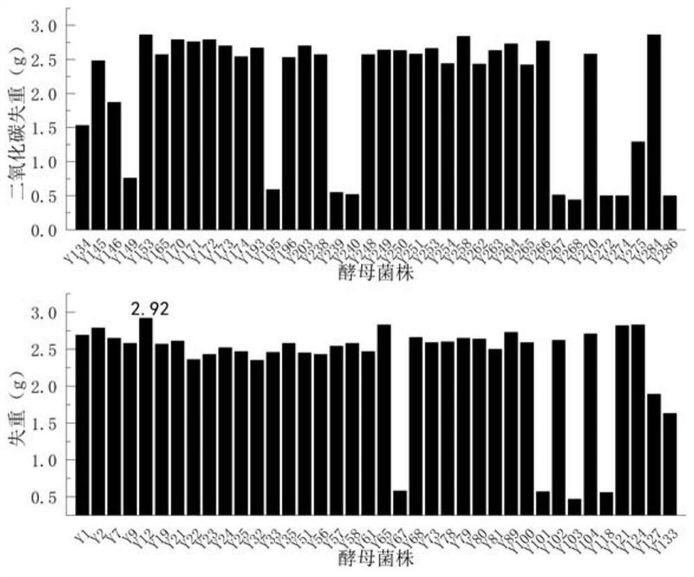 Saccharomyces cerevisiae Y12 and application of saccharomyces cerevisiae Y12 in brewing of pure macadawu raw wine