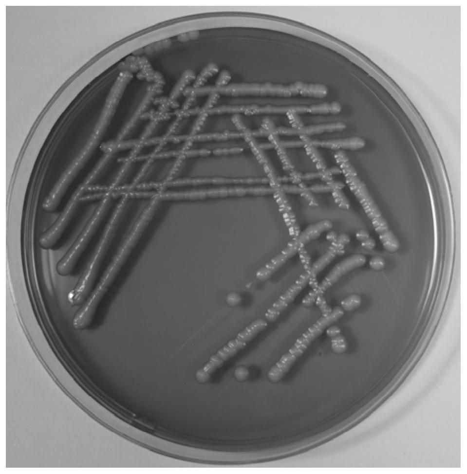 Saccharomyces cerevisiae Y12 and application of saccharomyces cerevisiae Y12 in brewing of pure macadawu raw wine