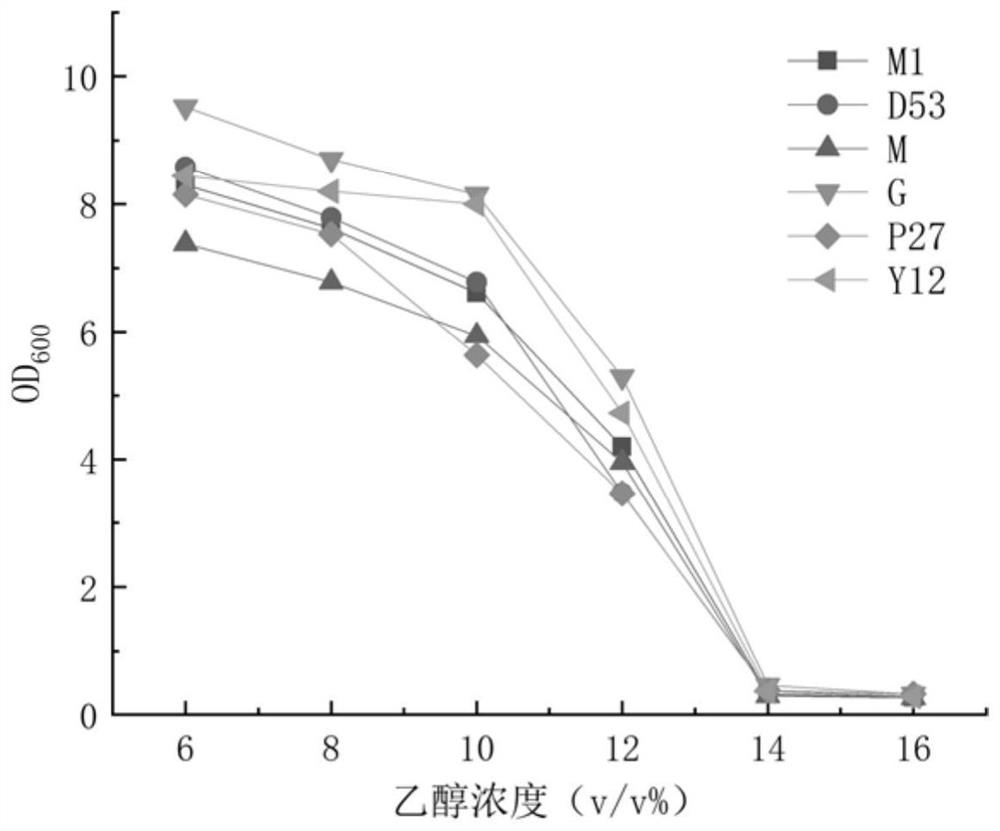 Saccharomyces cerevisiae Y12 and application of saccharomyces cerevisiae Y12 in brewing of pure macadawu raw wine