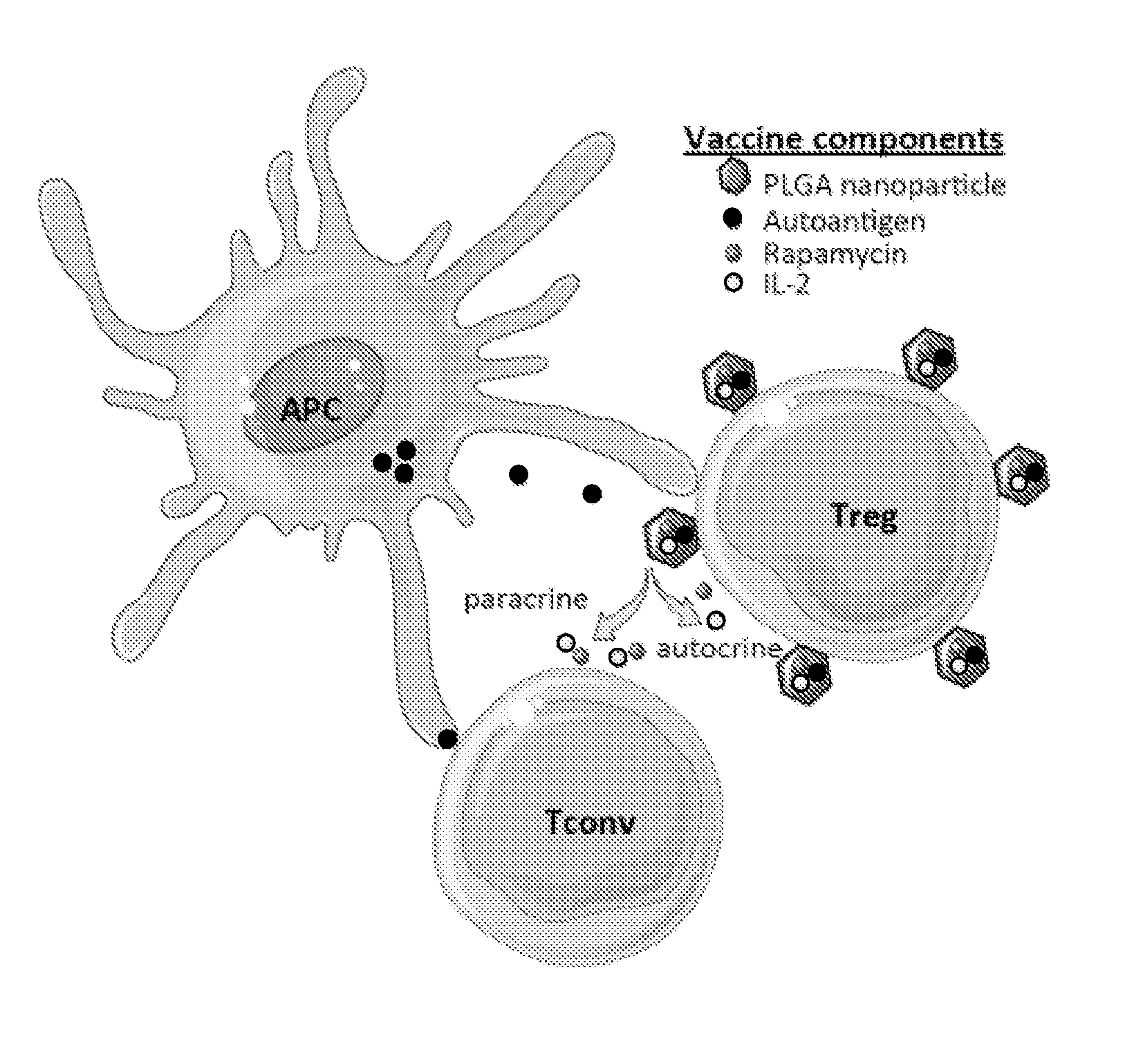 Materials and methods for modulating immune responses