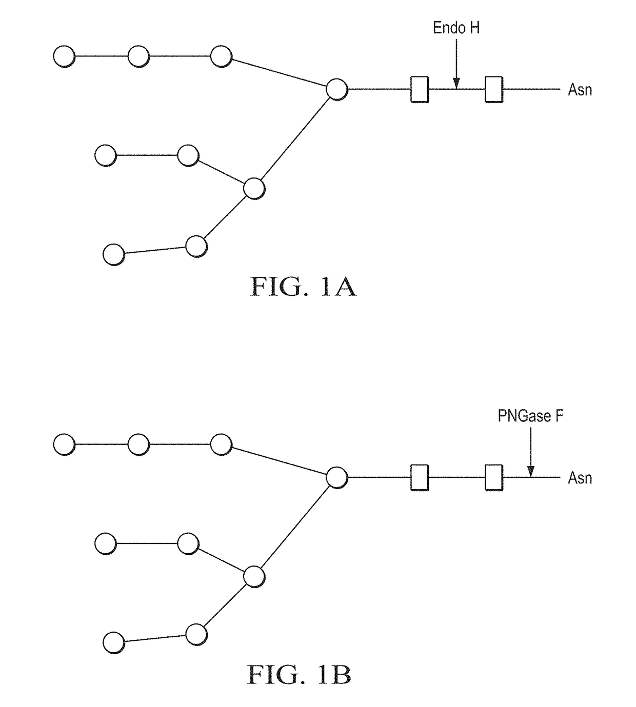 Production of in vivo n-deglycosylated recombinant proteins by co-expression with endo h