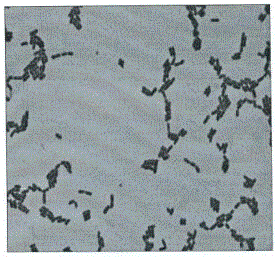 Lactobacillus pentosus for reducing cholesterol and nitrite and screening method thereof