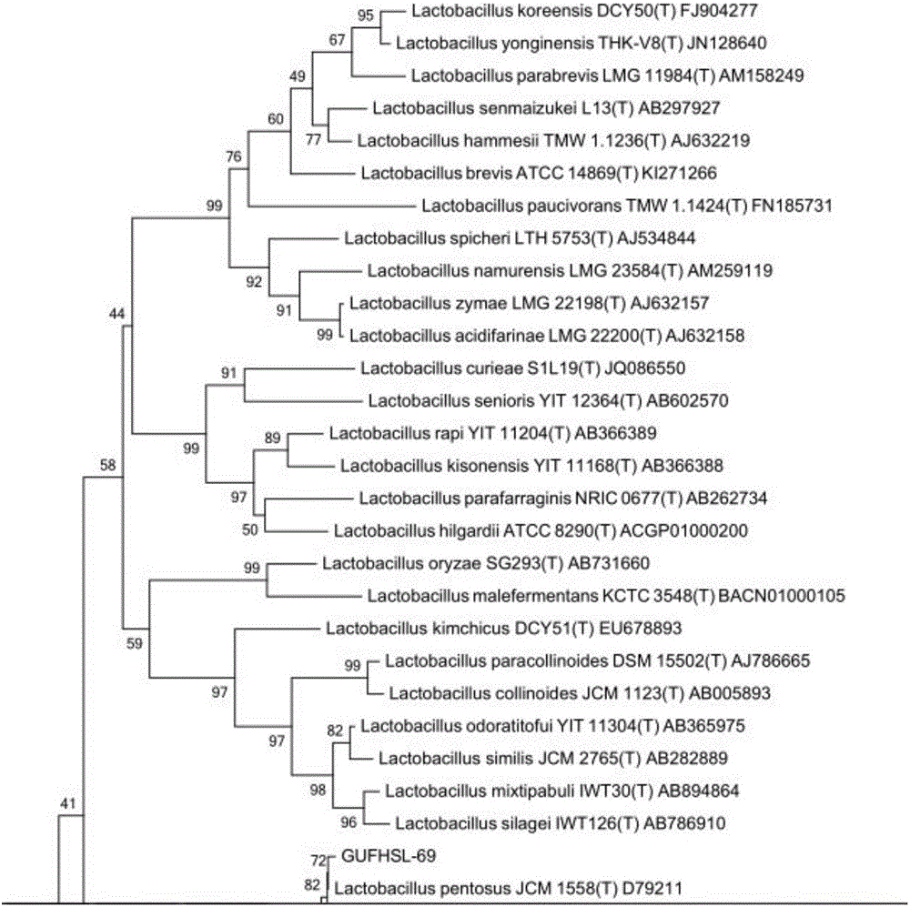 Lactobacillus pentosus for reducing cholesterol and nitrite and screening method thereof