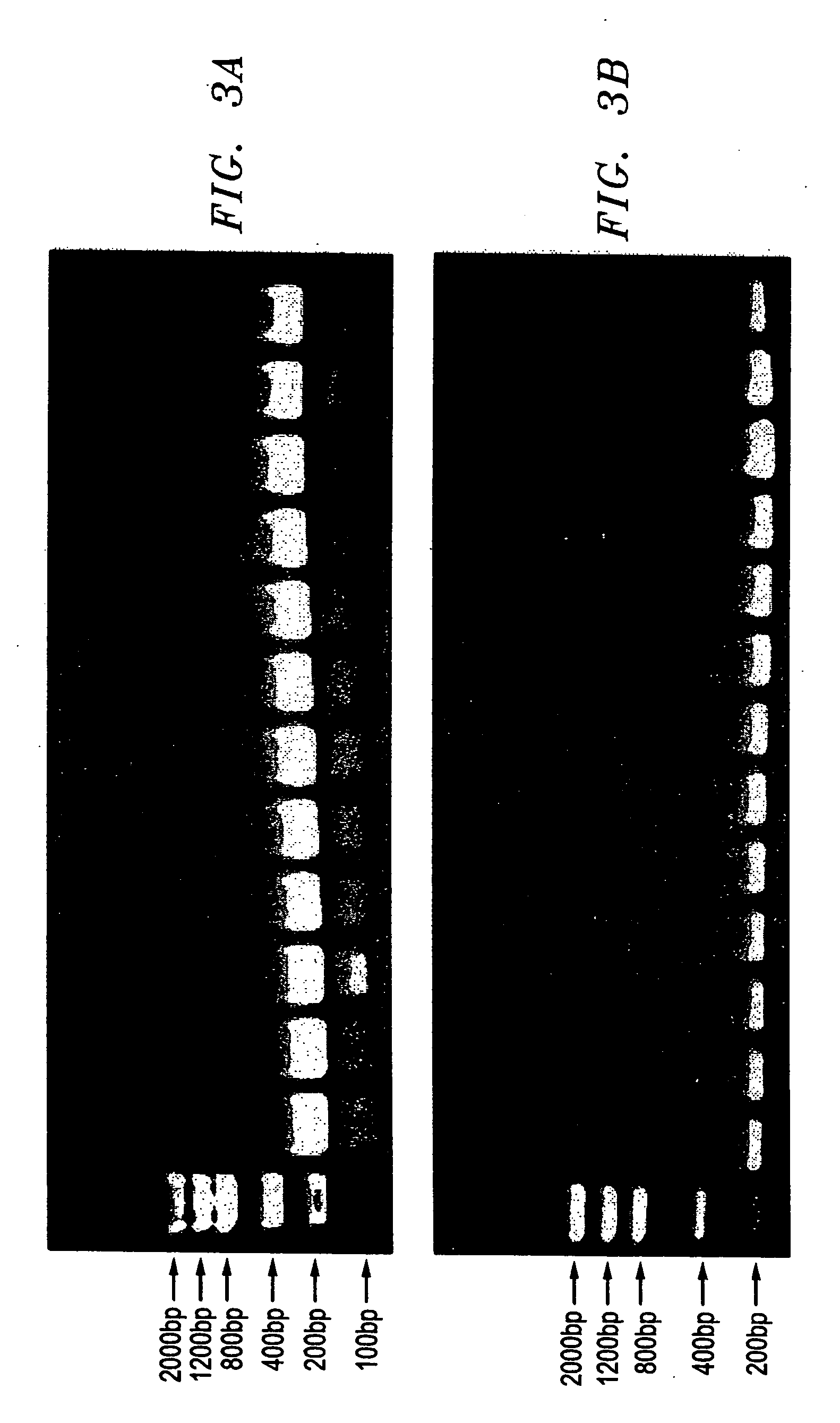 Method for rapid amplification of DNA