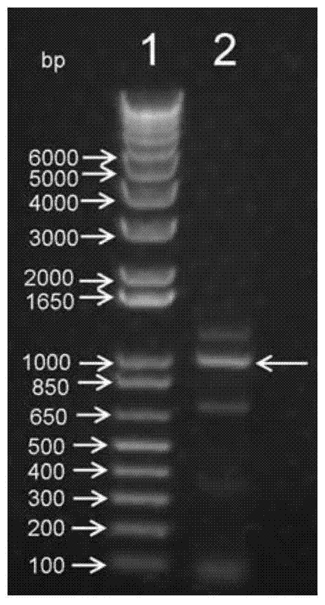 Construction, expression and application of a mouse rankl mutant and its expression vector