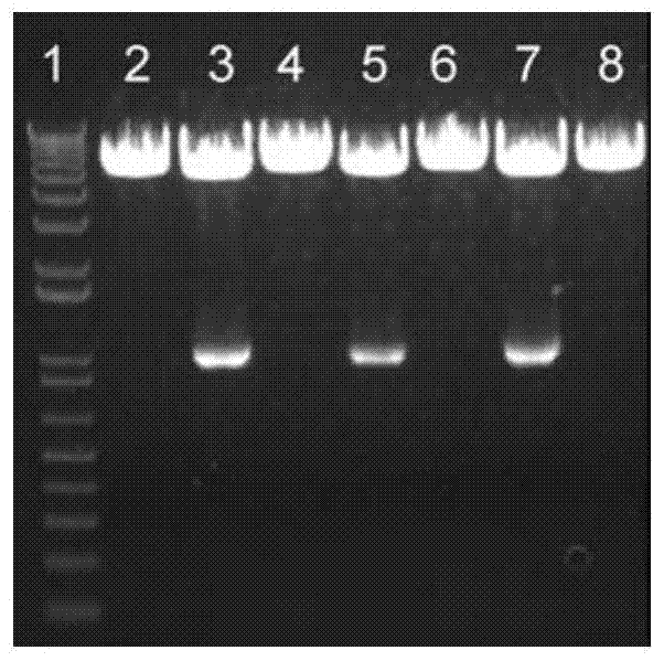 Construction, expression and application of a mouse rankl mutant and its expression vector