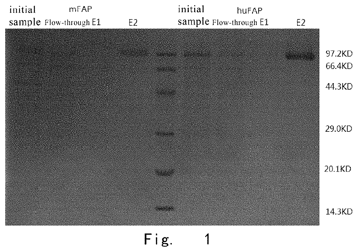 Binding unit targeting fibroblast activation protein α and application thereof