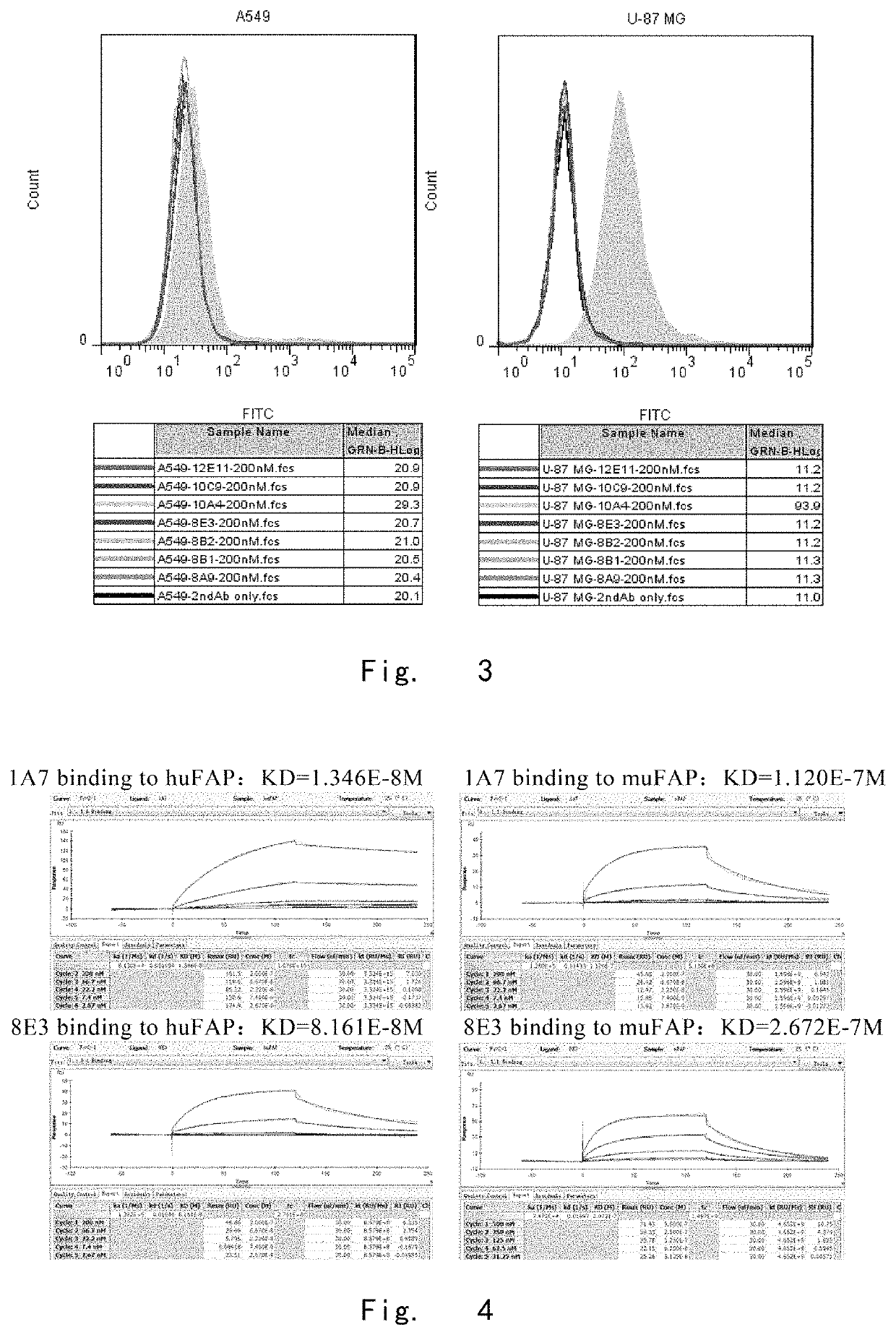 Binding unit targeting fibroblast activation protein α and application thereof