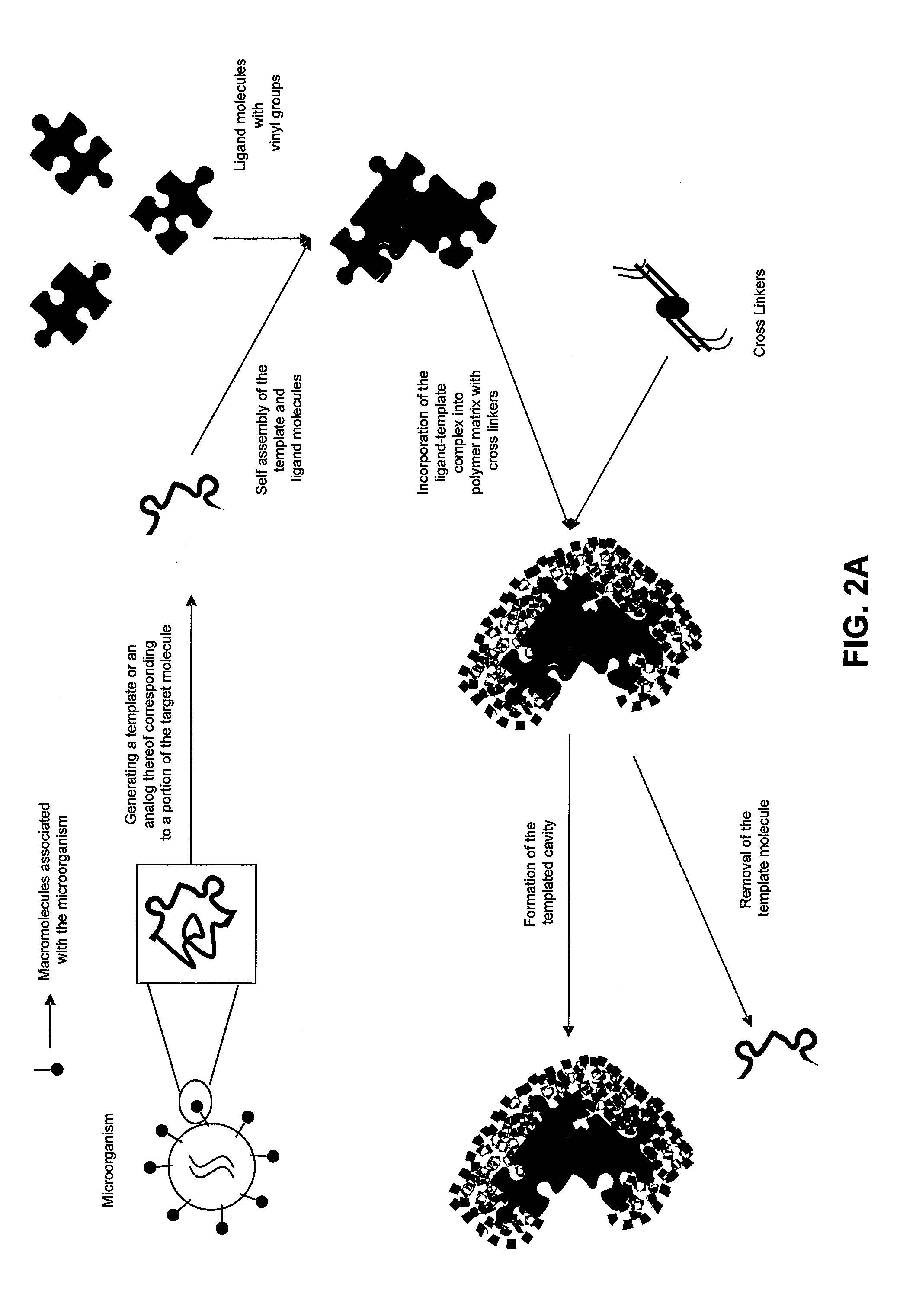 Molecularly imprinted polymers for detecting microorganisms