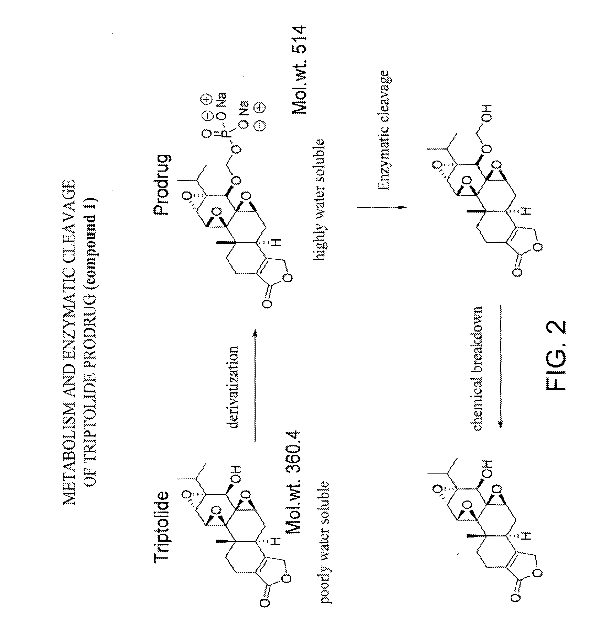 Triptolide prodrugs