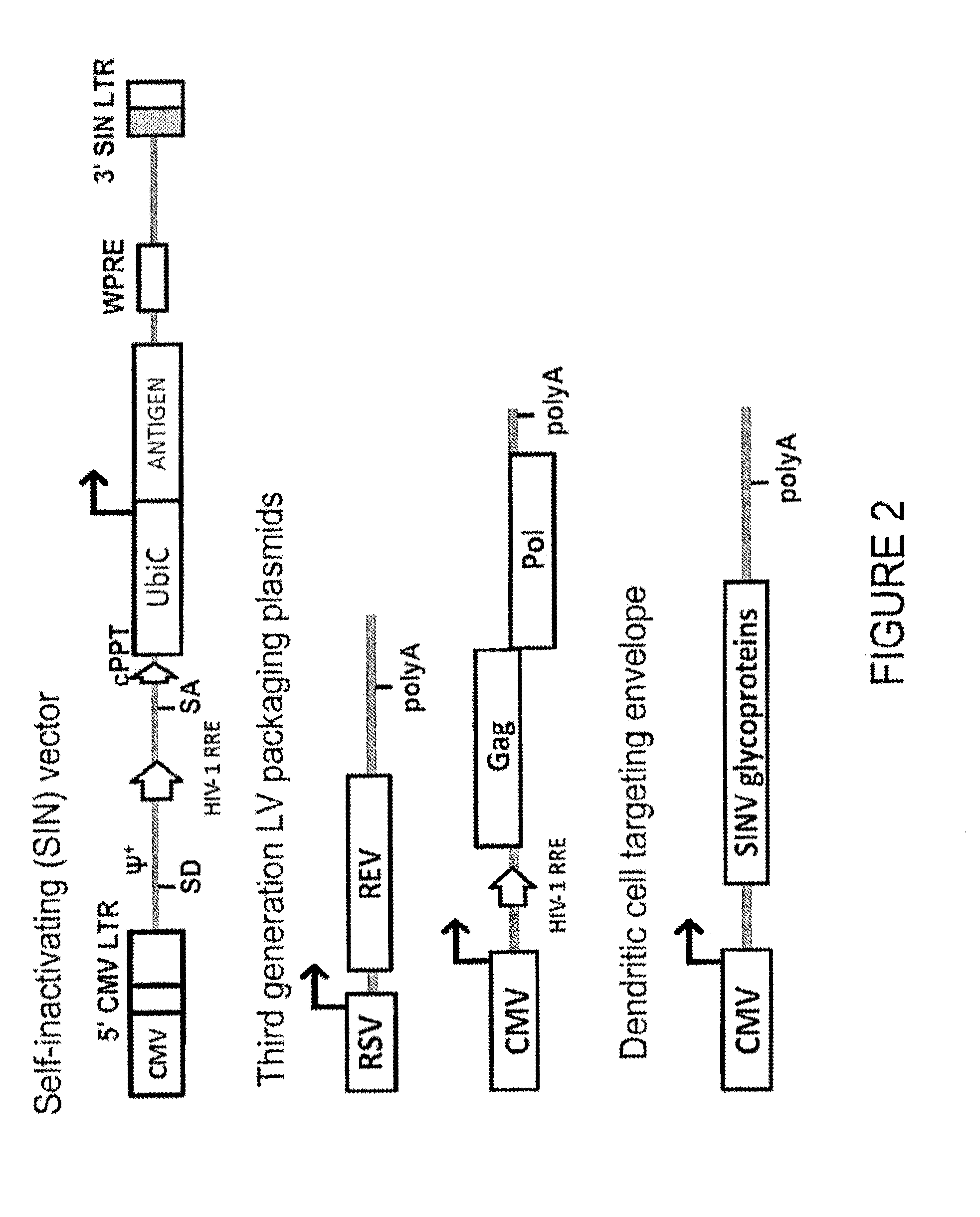 Lentiviral Vectors Pseudotyped with a Sindbis Virus Envelope Glycoprotein