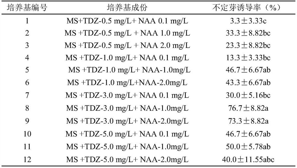 A method for inducing adventitious buds to rapidly propagate orchid seedlings