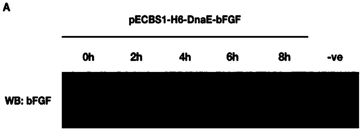 Preparation of human basic fibroblast growth factor by utilizing Bacillus subtilis and endonuclease