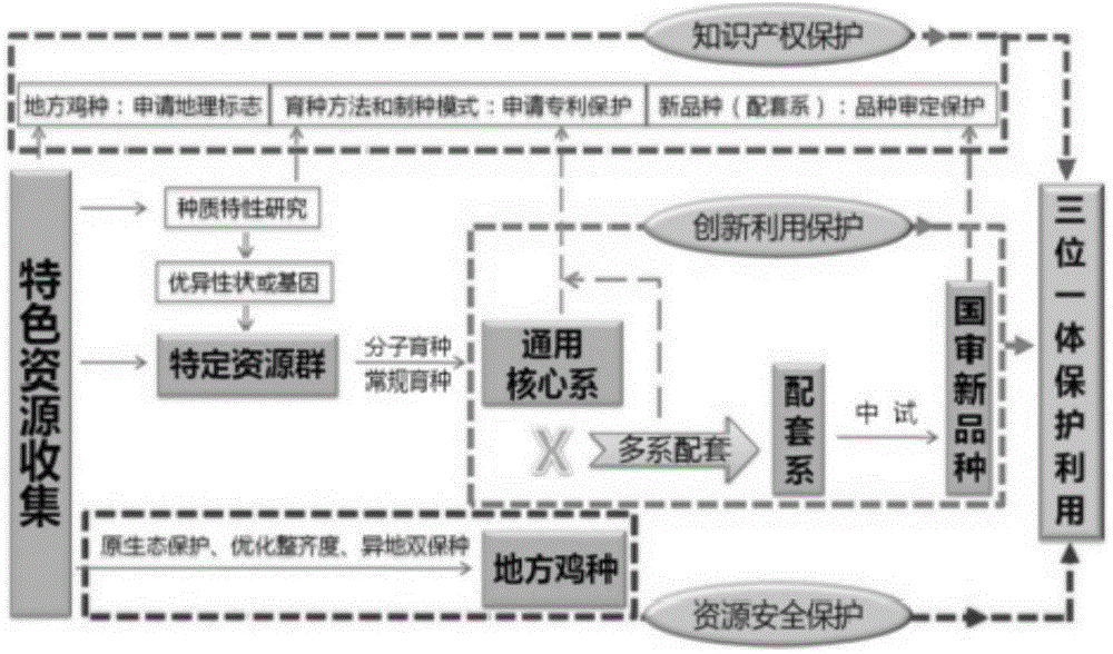 Breeding method for local chicken variety resource protection and utilization